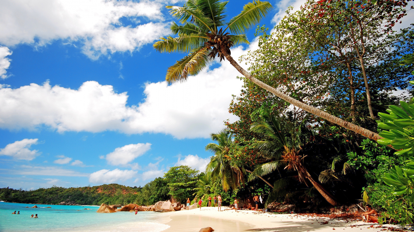 Palm Tree on Beach Shore During Daytime. Wallpaper in 1366x768 Resolution