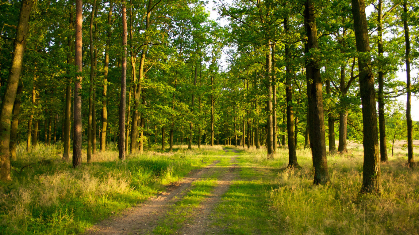 Green Grass and Trees During Daytime. Wallpaper in 1366x768 Resolution