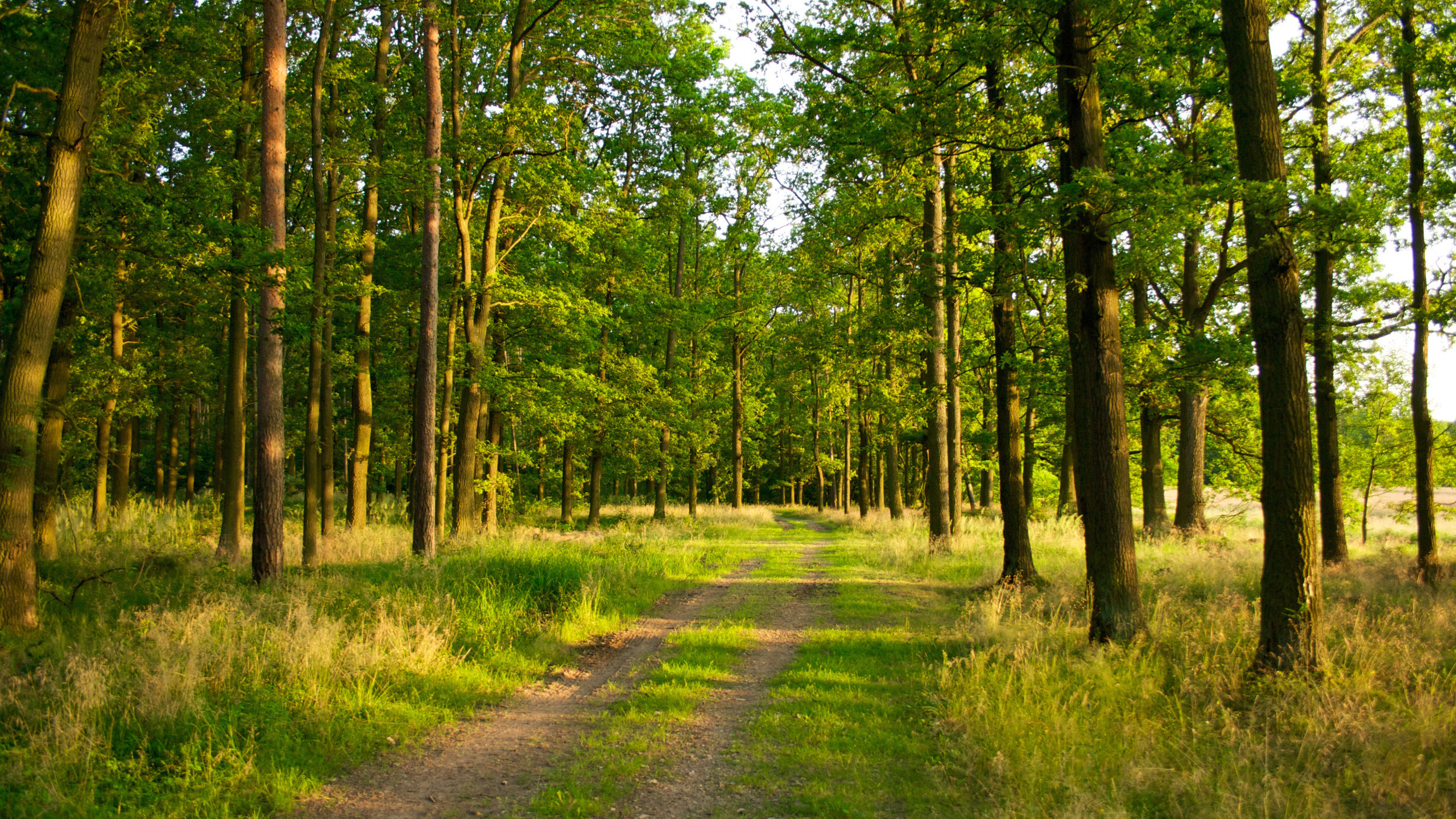Green Grass and Trees During Daytime. Wallpaper in 2560x1440 Resolution