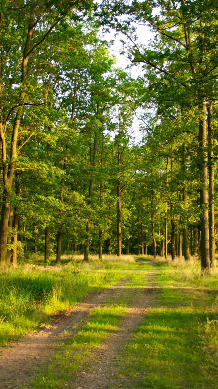 Green Grass and Trees During Daytime. Wallpaper in 720x1280 Resolution