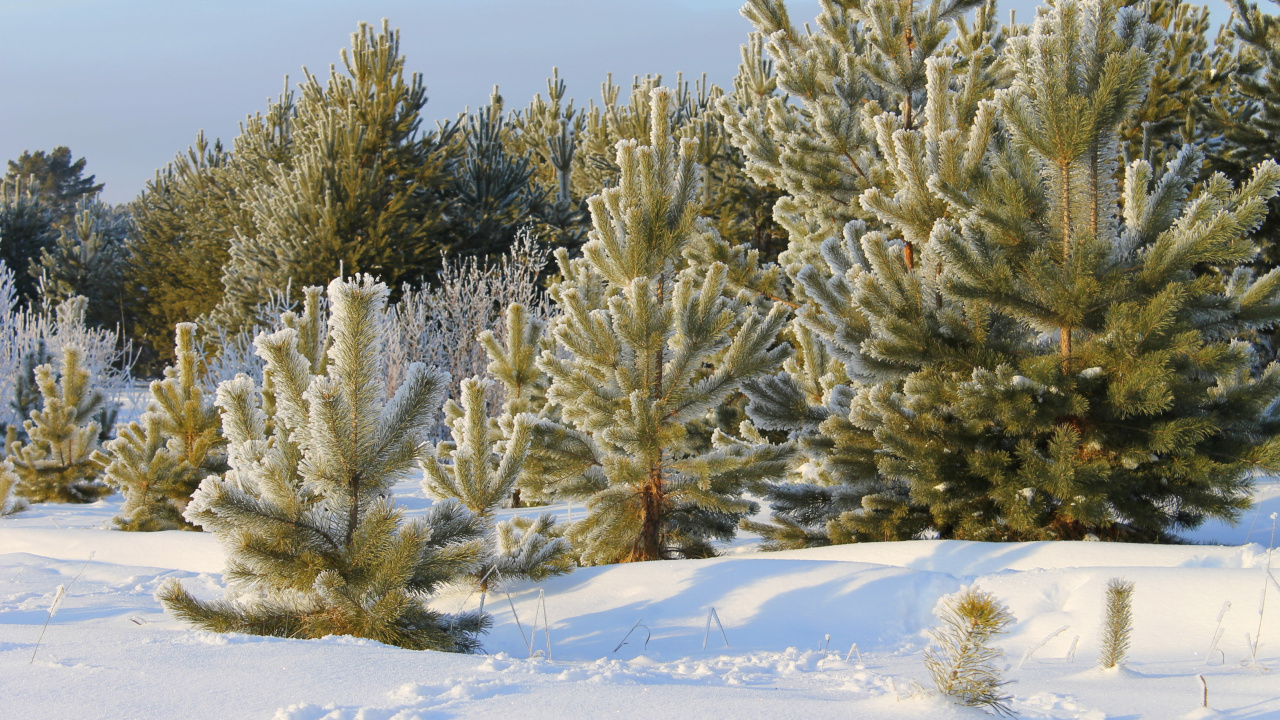 Pino Verde Cubierto de Nieve Durante el Día. Wallpaper in 1280x720 Resolution