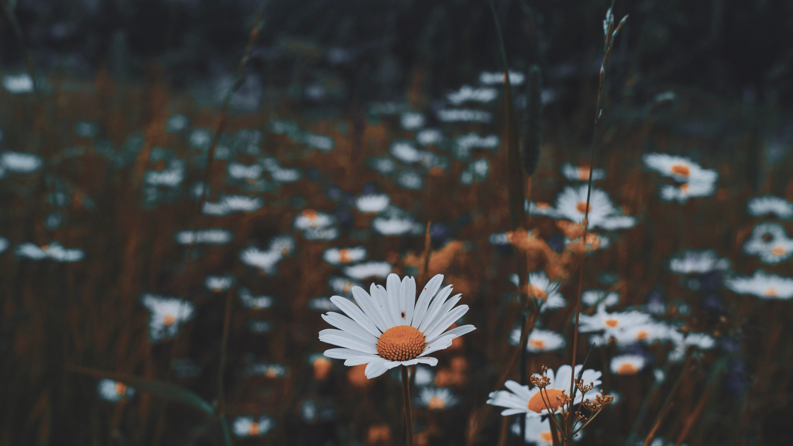 Fleur Blanche au Milieu Des Plantes Vertes. Wallpaper in 2560x1440 Resolution