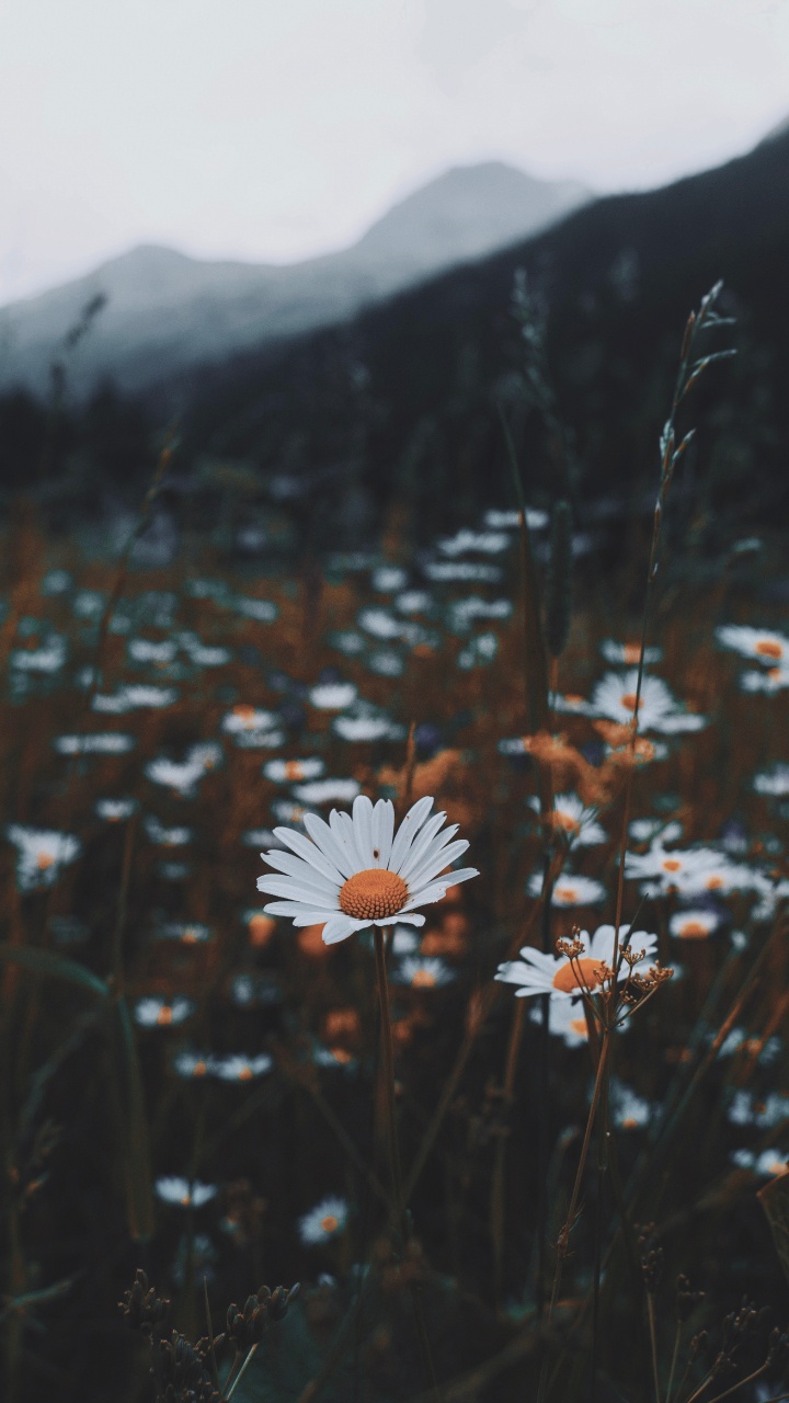 Fleur Blanche au Milieu Des Plantes Vertes. Wallpaper in 720x1280 Resolution