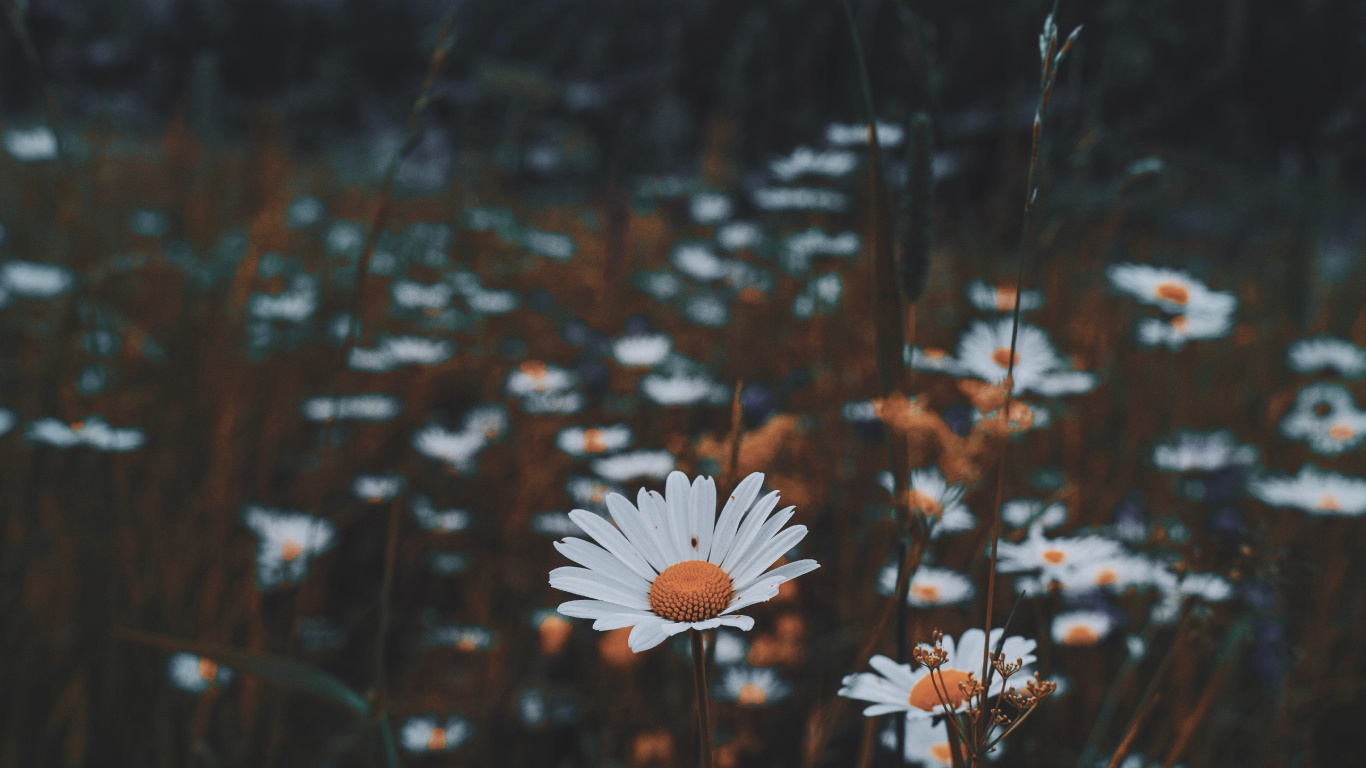 Flor Blanca en Medio de Plantas Verdes. Wallpaper in 1366x768 Resolution