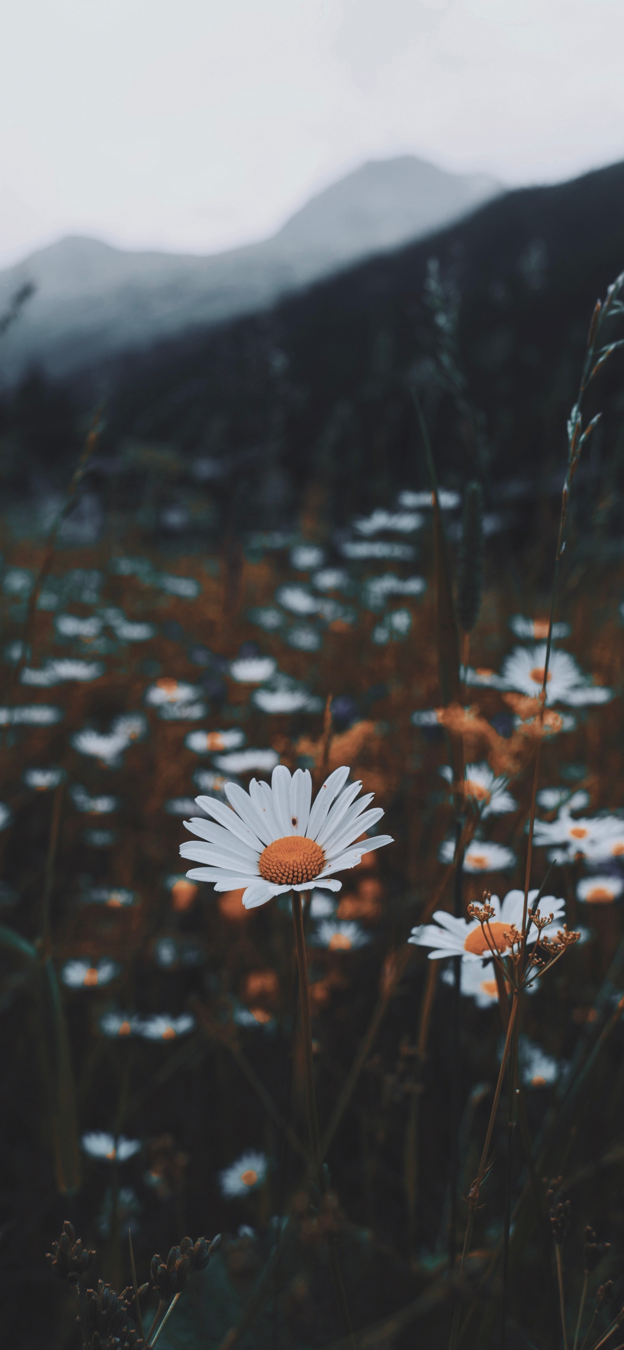 White Flower in The Middle of Green Plants. Wallpaper in 1242x2688 Resolution