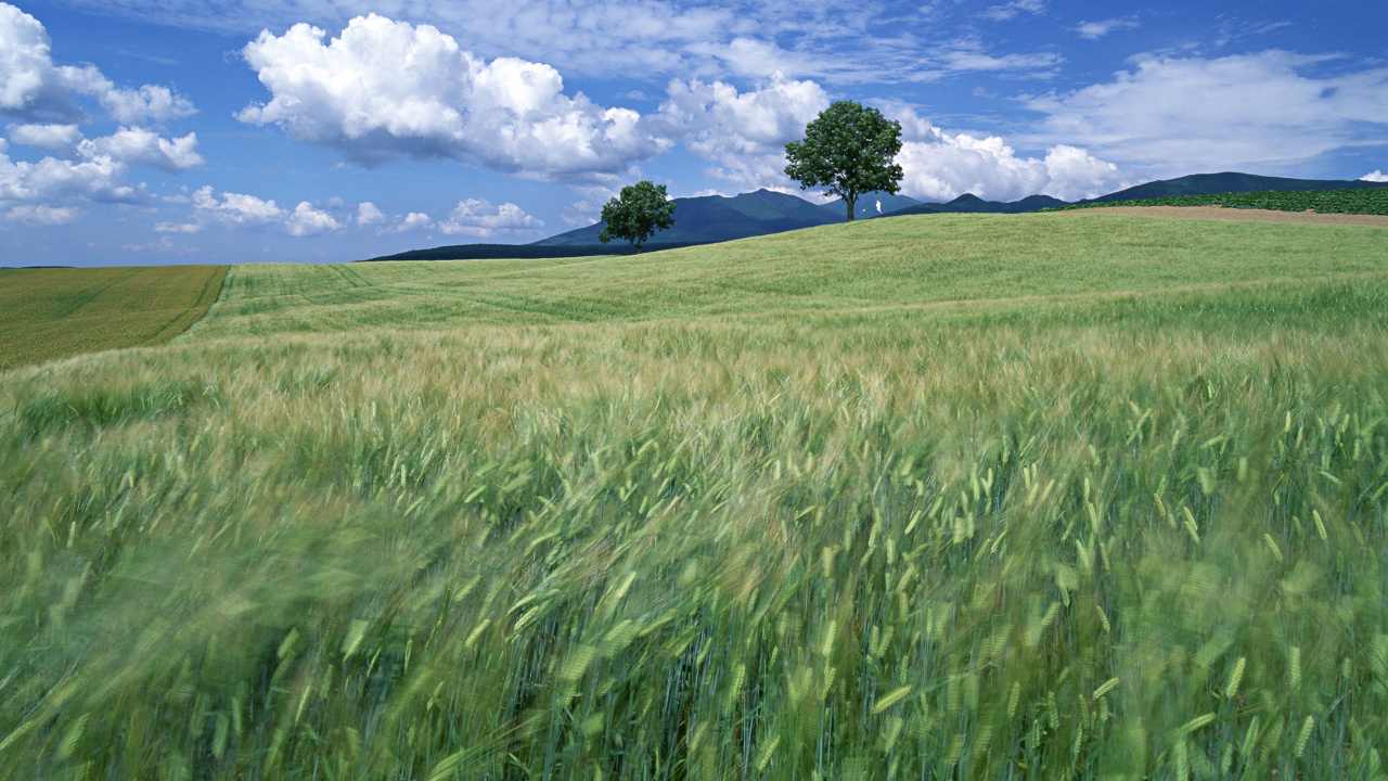Champ D'herbe Verte Sous Ciel Bleu et Nuages Blancs Pendant la Journée. Wallpaper in 1280x720 Resolution