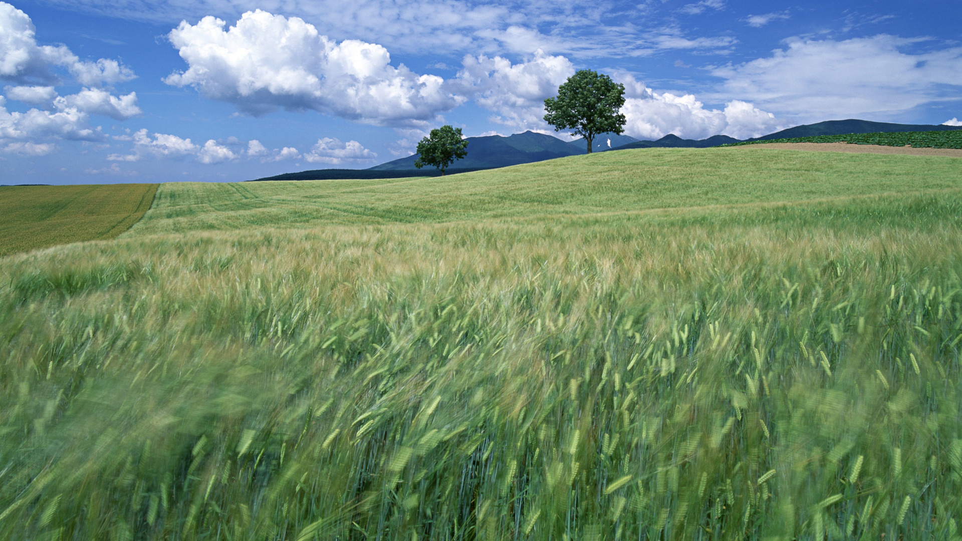 Green Grass Field Under Blue Sky and White Clouds During Daytime. Wallpaper in 1920x1080 Resolution