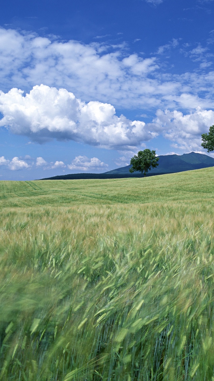 Green Grass Field Under Blue Sky and White Clouds During Daytime. Wallpaper in 720x1280 Resolution