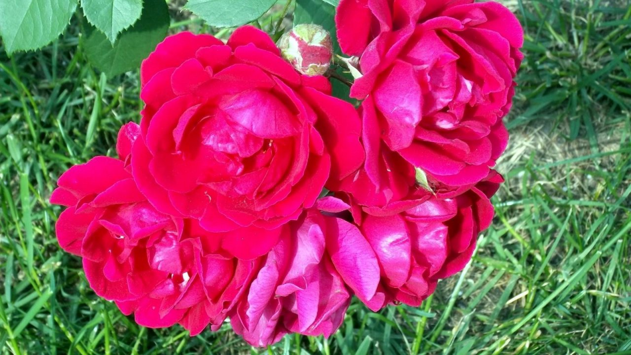 Pink Roses in Bloom During Daytime. Wallpaper in 1280x720 Resolution