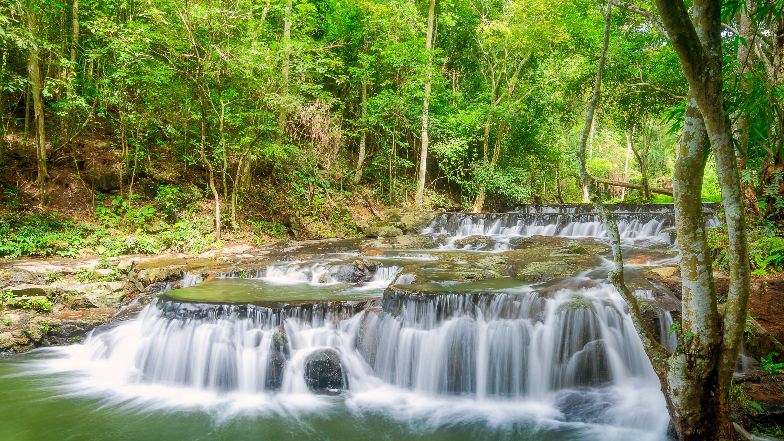 Water Falls in The Middle of The Forest. Wallpaper in 2560x1440 Resolution