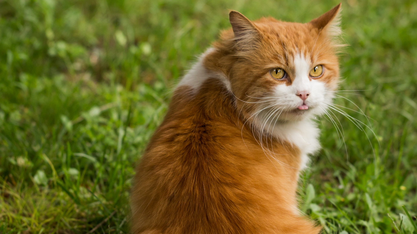 Chat Orange et Blanc Sur L'herbe Verte Pendant la Journée. Wallpaper in 1366x768 Resolution