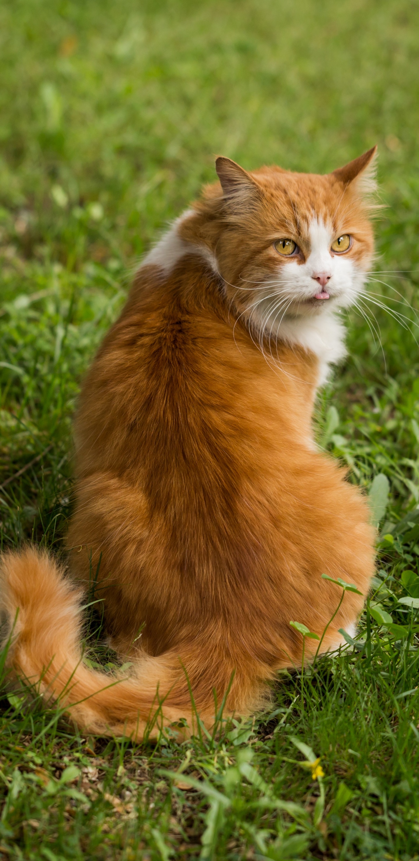 Chat Orange et Blanc Sur L'herbe Verte Pendant la Journée. Wallpaper in 1440x2960 Resolution