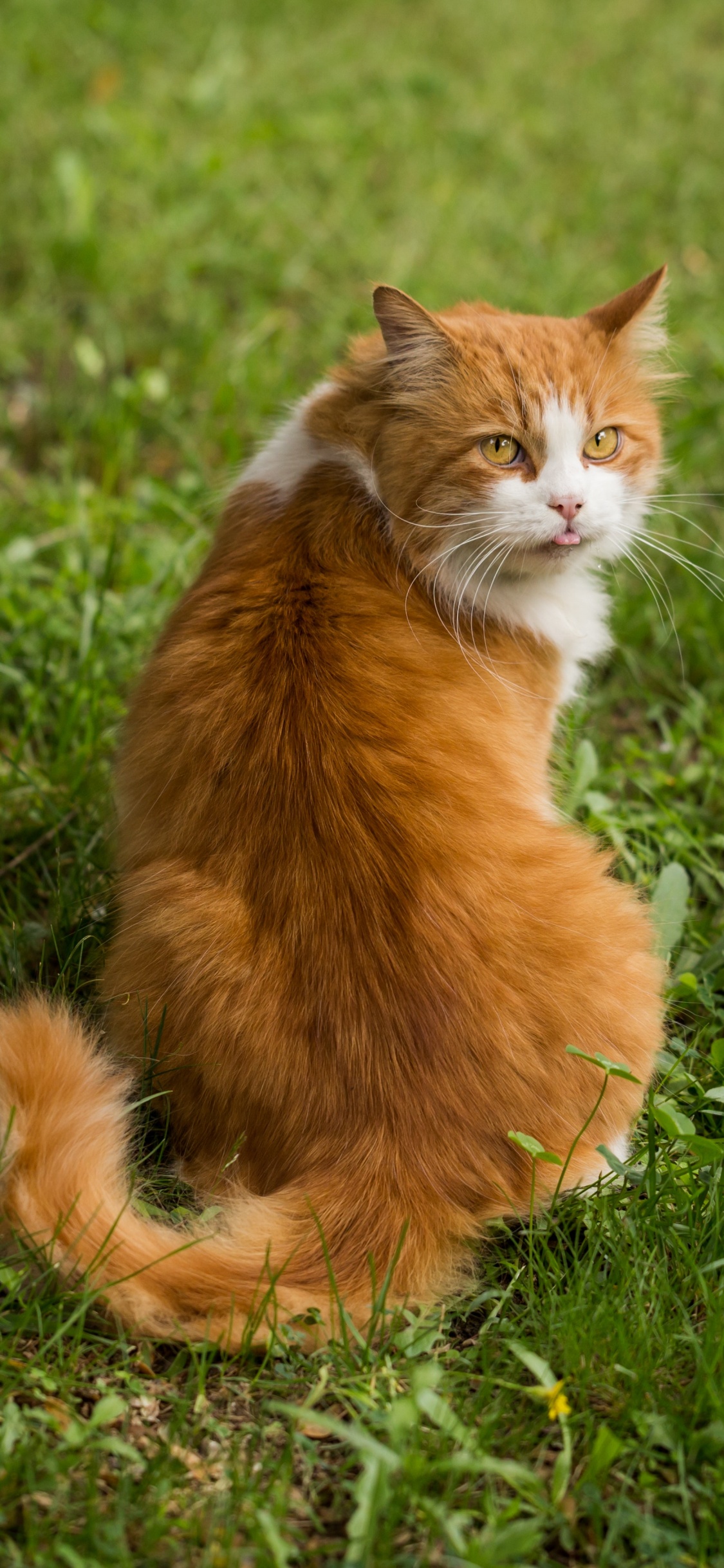 Gato Naranja y Blanco Sobre la Hierba Verde Durante el Día. Wallpaper in 1125x2436 Resolution