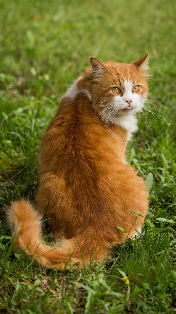 Gato Naranja y Blanco Sobre la Hierba Verde Durante el Día. Wallpaper in 750x1334 Resolution