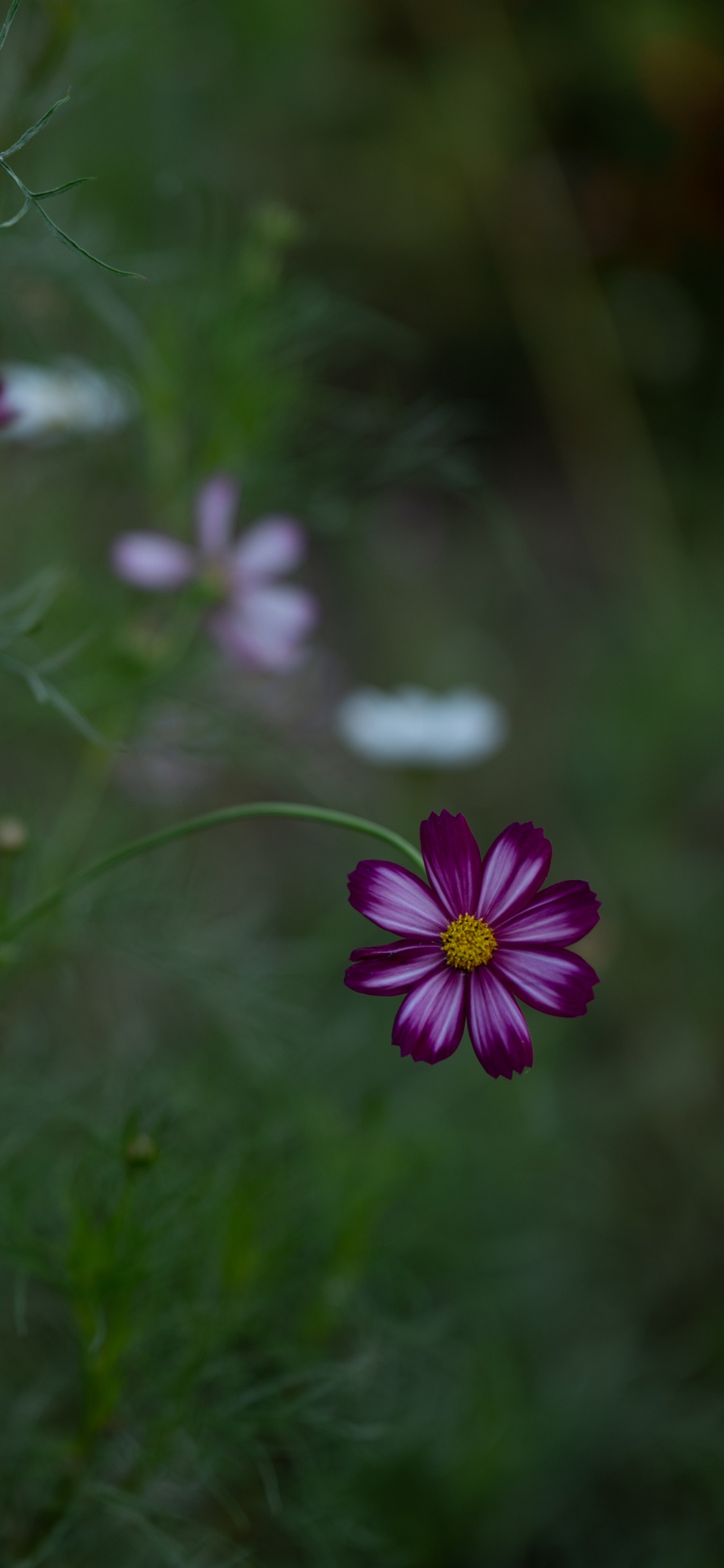 Lila Blume im Grünen Grasfeld. Wallpaper in 1125x2436 Resolution