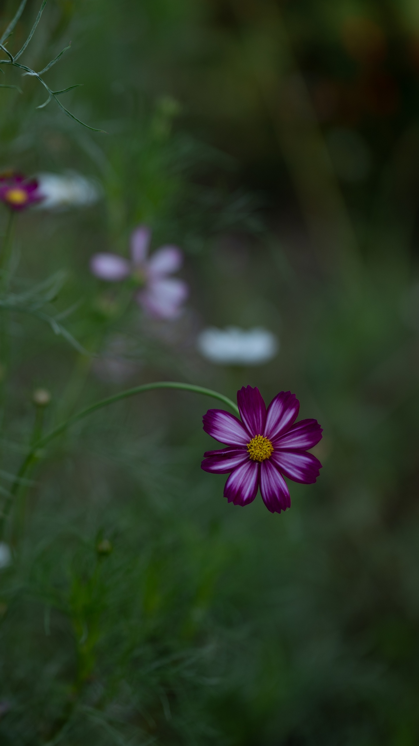 Lila Blume im Grünen Grasfeld. Wallpaper in 1440x2560 Resolution