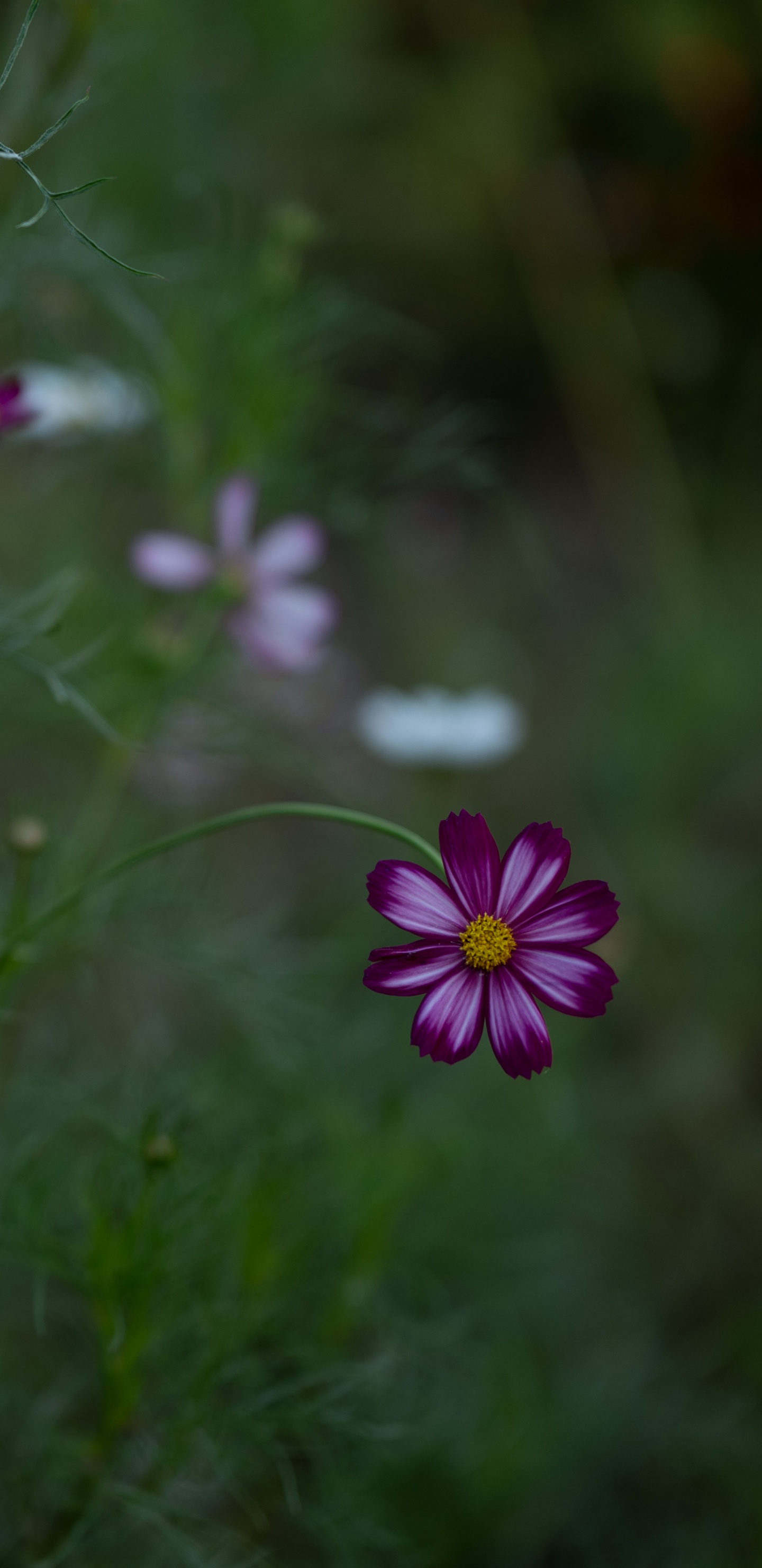Fleur Pourpre Dans le Champ D'herbe Verte. Wallpaper in 1440x2960 Resolution