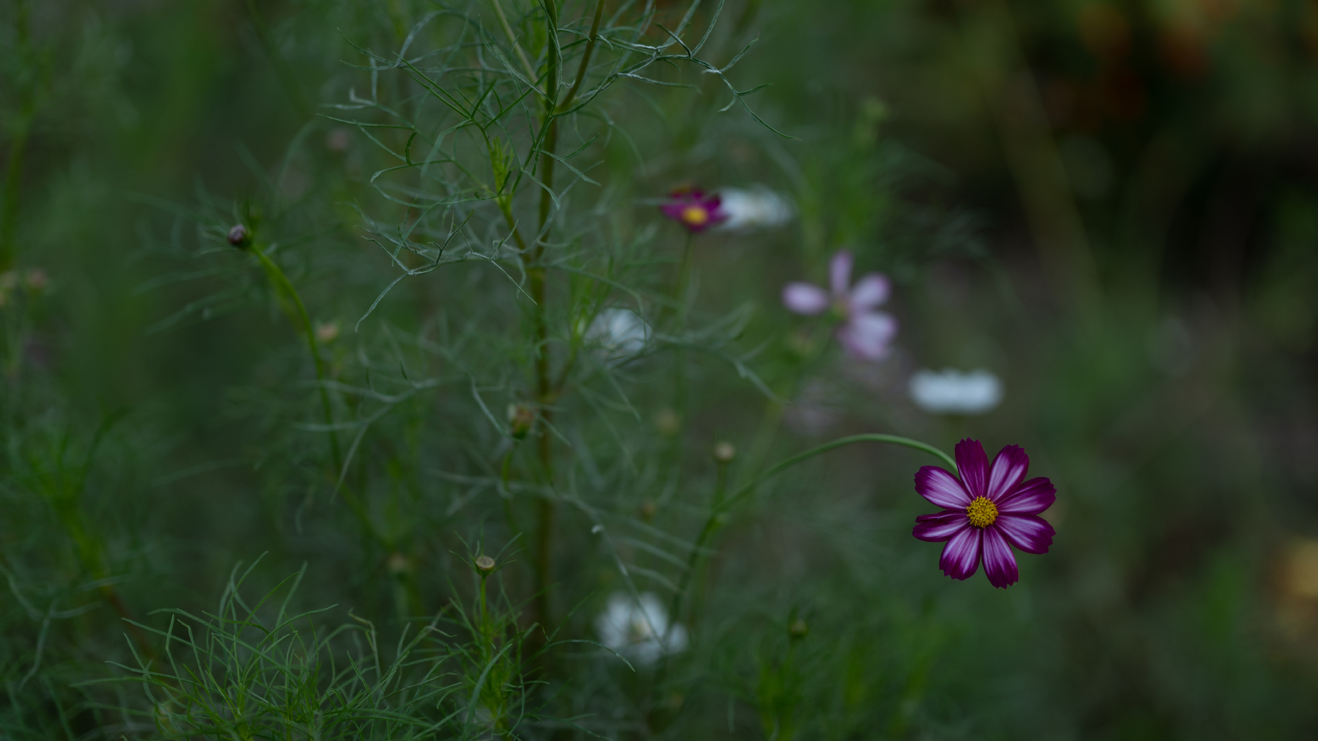 Purple Flower in Green Grass Field. Wallpaper in 1920x1080 Resolution