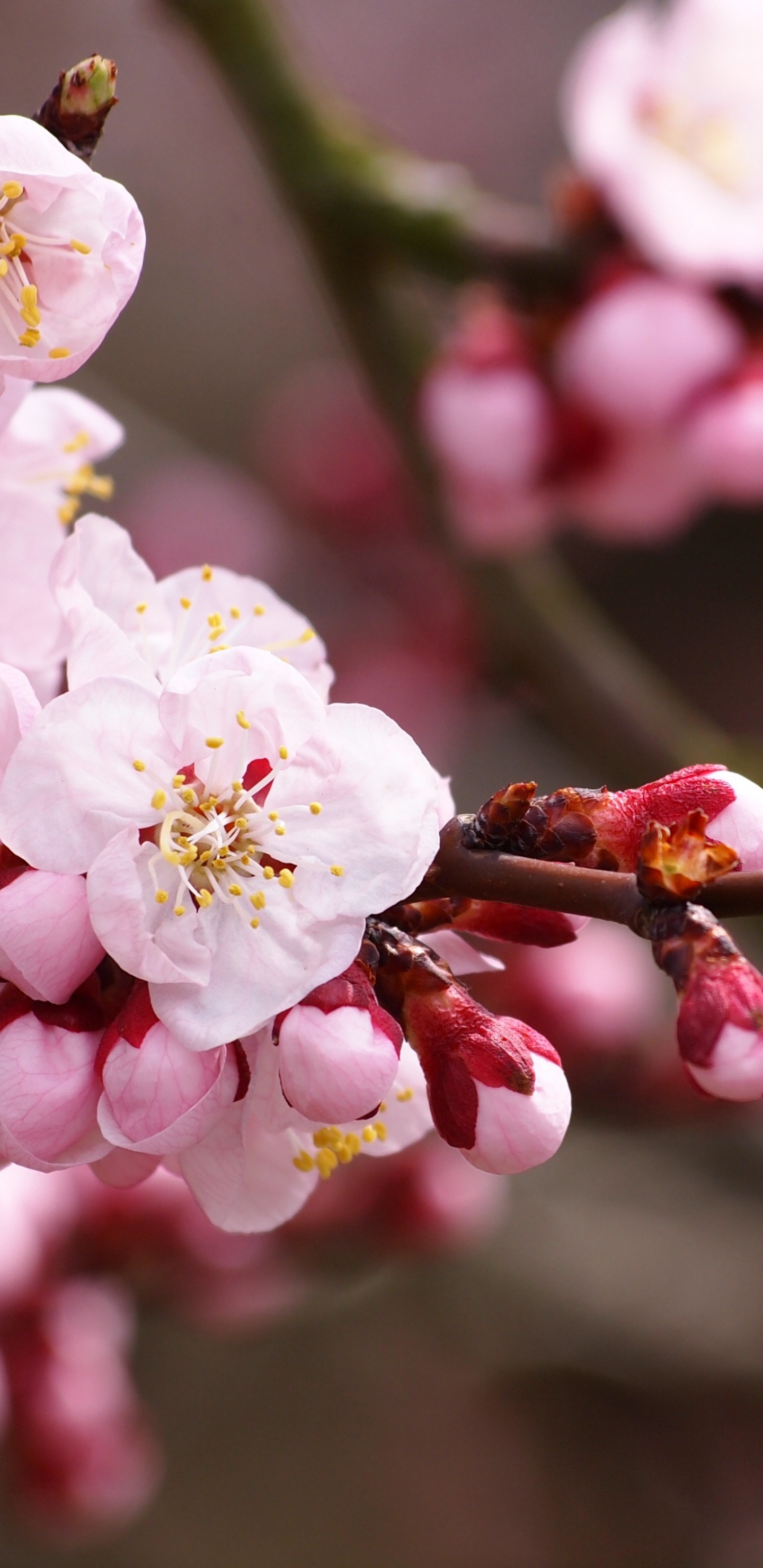 Flor de Cerezo Blanca y Rosa en Fotografía de Cerca. Wallpaper in 1440x2960 Resolution