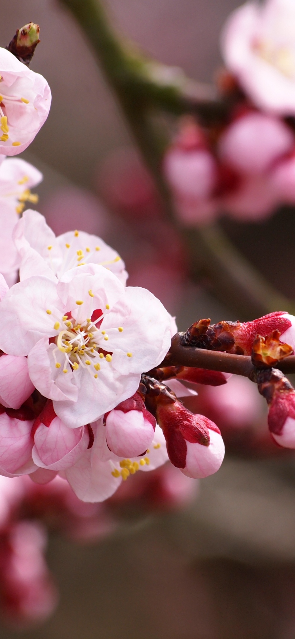 White and Pink Cherry Blossom in Close up Photography. Wallpaper in 1242x2688 Resolution