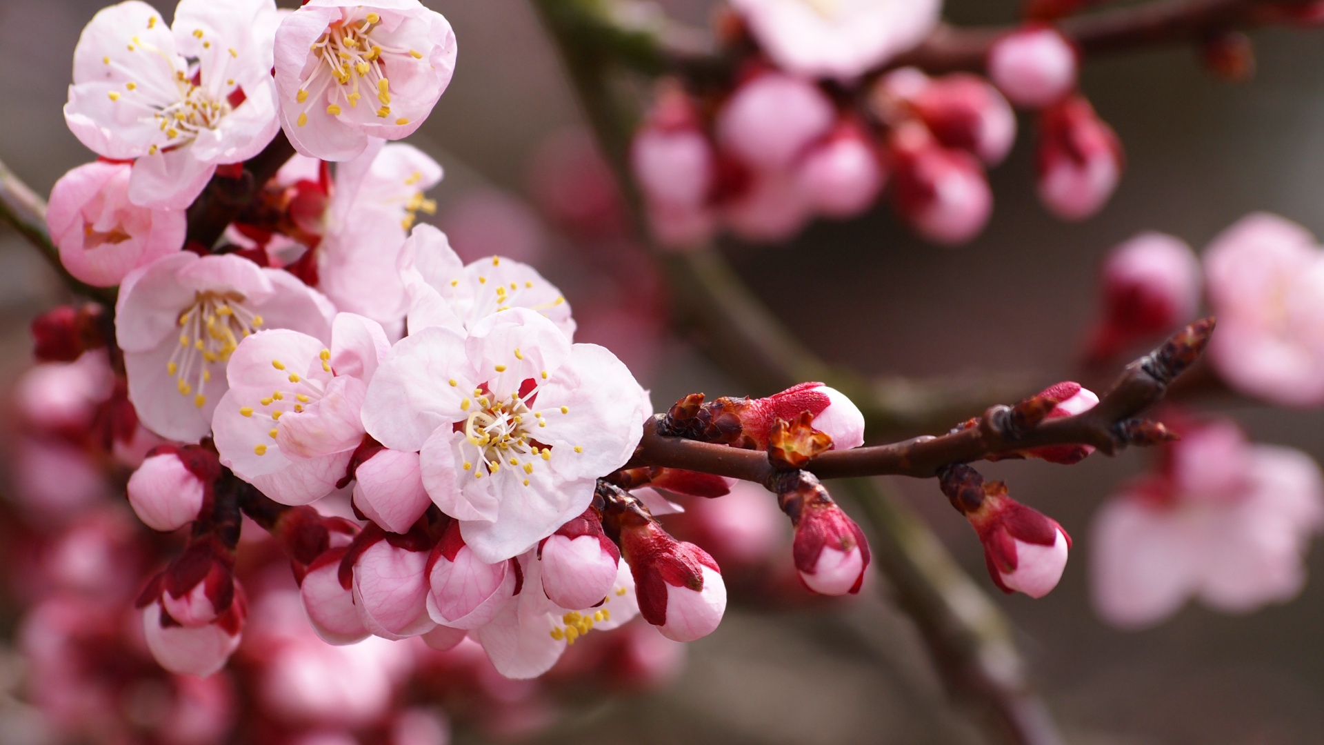 White and Pink Cherry Blossom in Close up Photography. Wallpaper in 1920x1080 Resolution