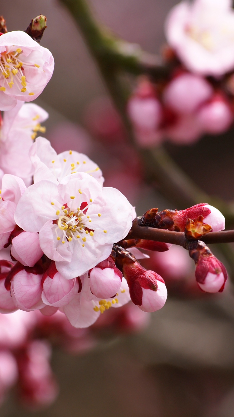 White and Pink Cherry Blossom in Close up Photography. Wallpaper in 750x1334 Resolution