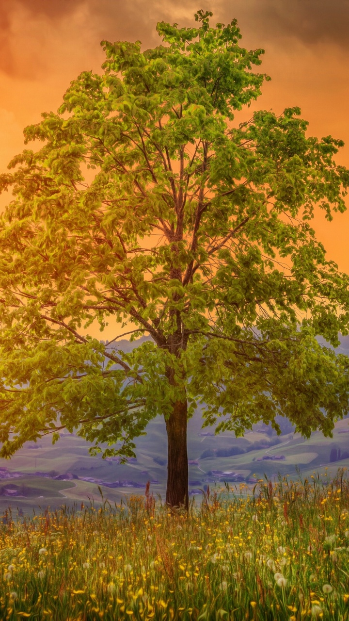 Arbre Vert Sur Terrain D'herbe Verte Pendant le Coucher du Soleil. Wallpaper in 720x1280 Resolution