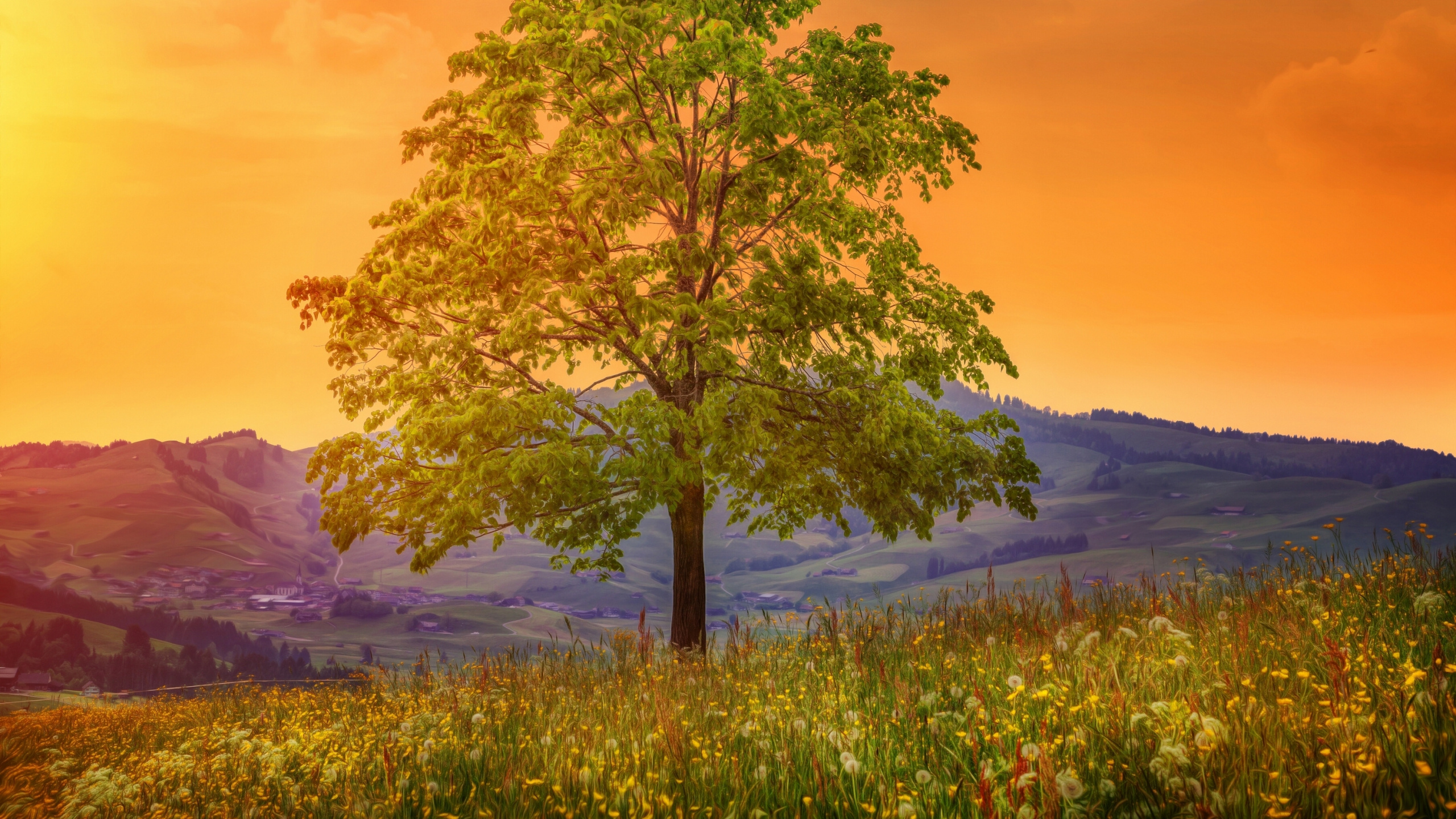 Árbol Verde en el Campo de Hierba Verde Durante la Puesta de Sol. Wallpaper in 2560x1440 Resolution