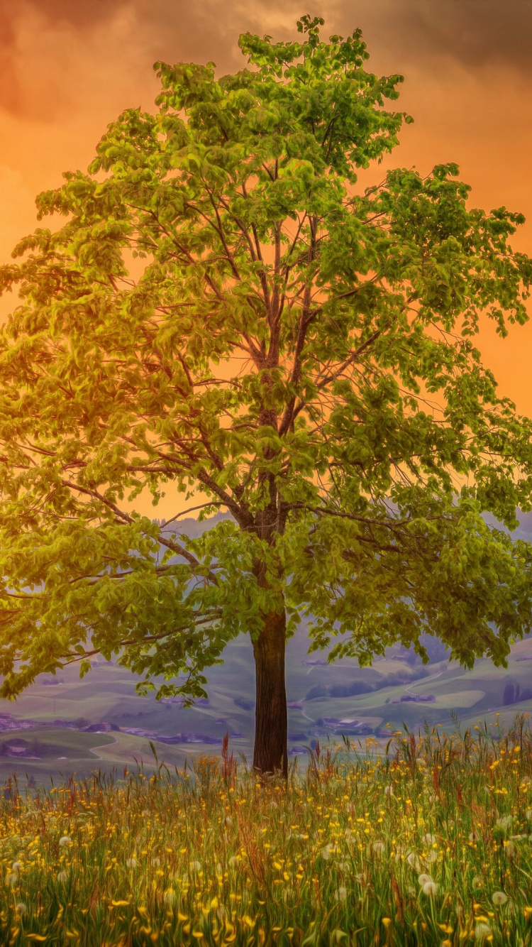 Árbol Verde en el Campo de Hierba Verde Durante la Puesta de Sol. Wallpaper in 750x1334 Resolution