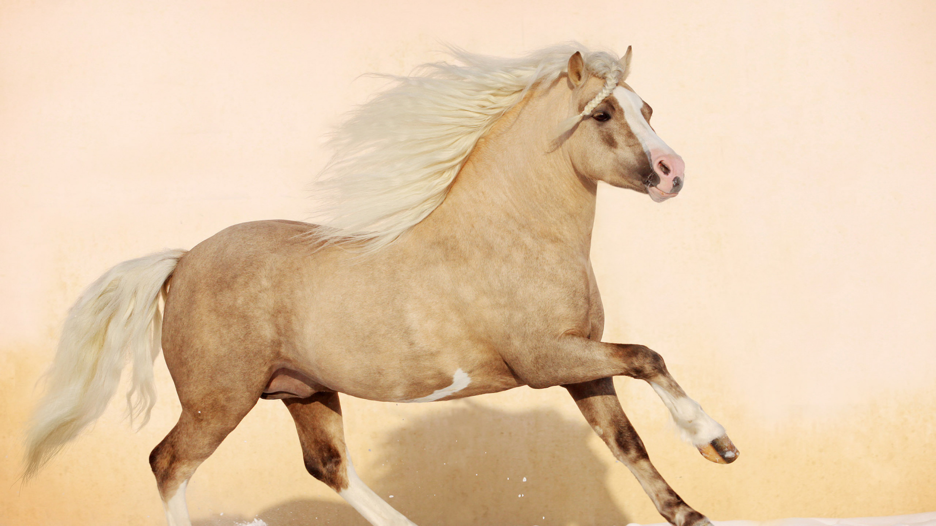 Brown Horse on White Snow During Daytime. Wallpaper in 1920x1080 Resolution