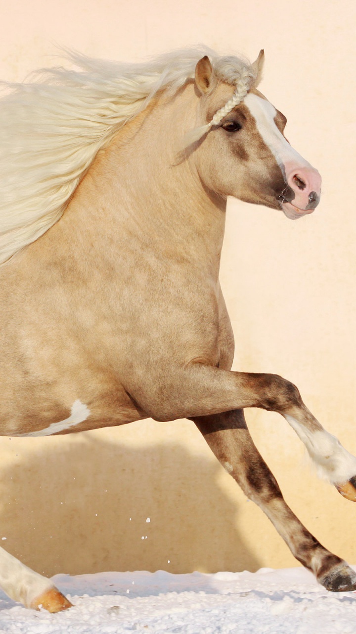 Brown Horse on White Snow During Daytime. Wallpaper in 720x1280 Resolution