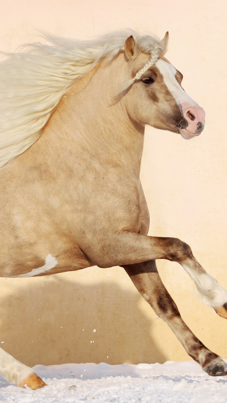 Brown Horse on White Snow During Daytime. Wallpaper in 750x1334 Resolution