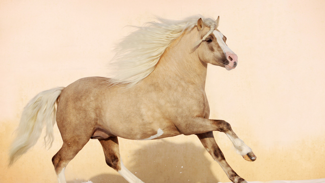 Cheval Brun Sur la Neige Blanche Pendant la Journée. Wallpaper in 1366x768 Resolution