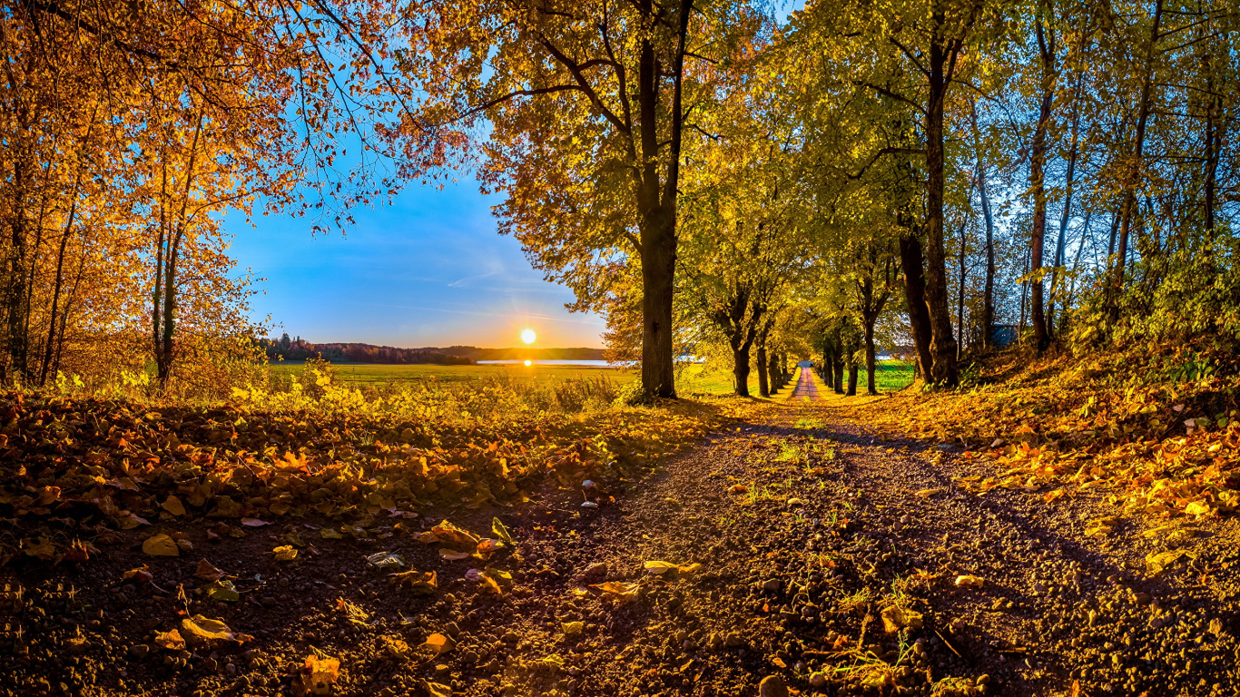 Brown Trees on Brown Field During Daytime. Wallpaper in 1366x768 Resolution