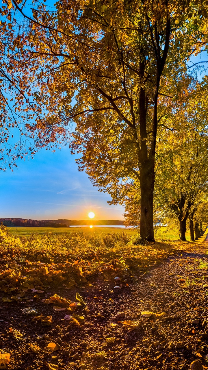 Brown Trees on Brown Field During Daytime. Wallpaper in 720x1280 Resolution