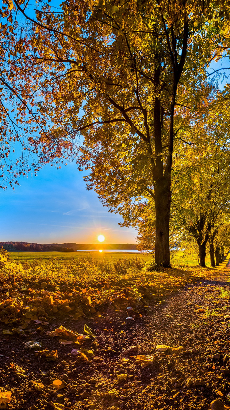 Brown Trees on Brown Field During Daytime. Wallpaper in 750x1334 Resolution