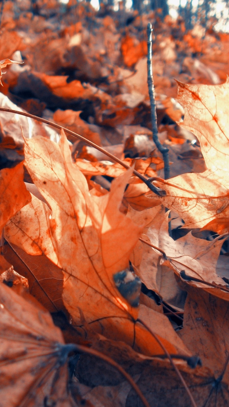 Brown Dried Leaves on Ground During Daytime. Wallpaper in 750x1334 Resolution