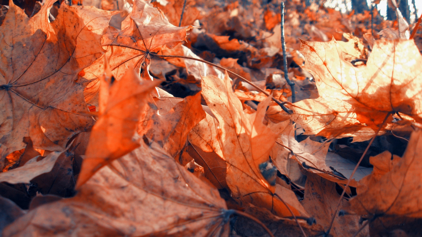 Braune Getrocknete Blätter Auf Dem Boden Tagsüber. Wallpaper in 1366x768 Resolution