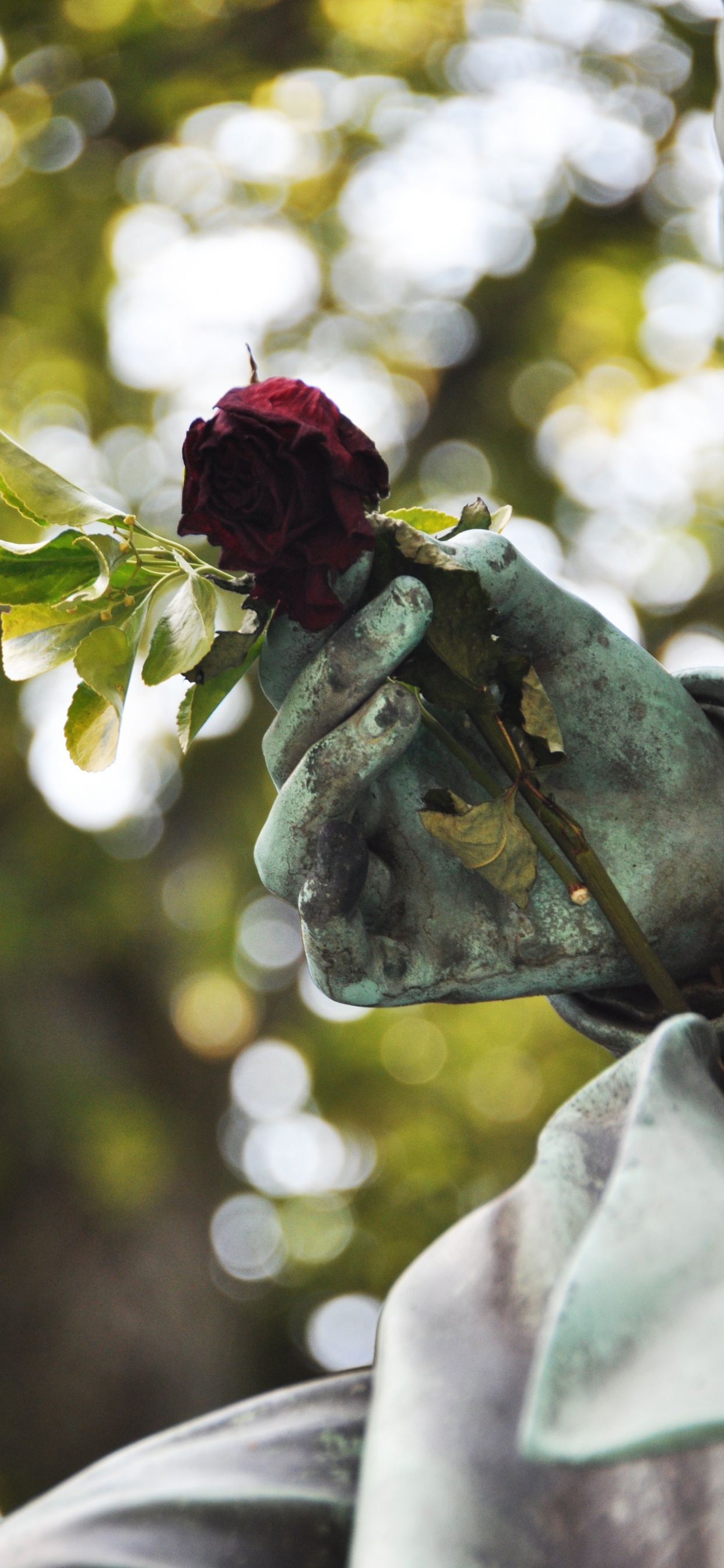 Rose Rouge Sur Pierre Grise. Wallpaper in 1242x2688 Resolution