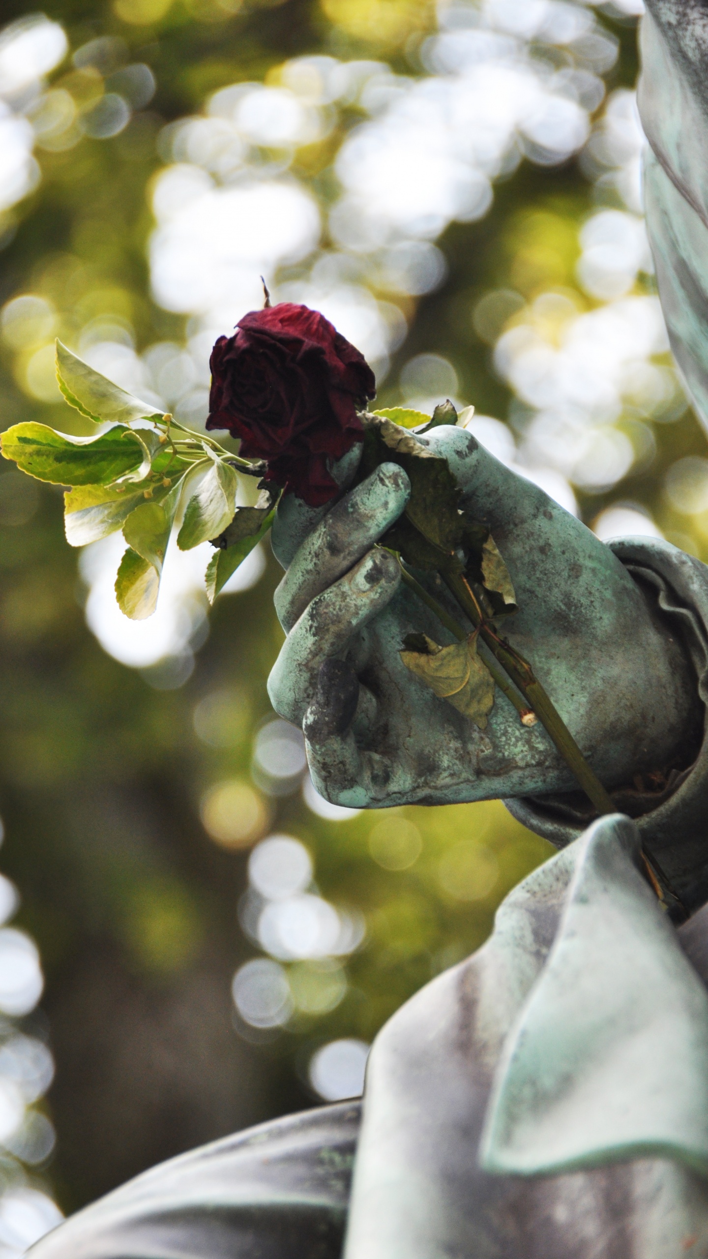 Rose Rouge Sur Pierre Grise. Wallpaper in 1440x2560 Resolution