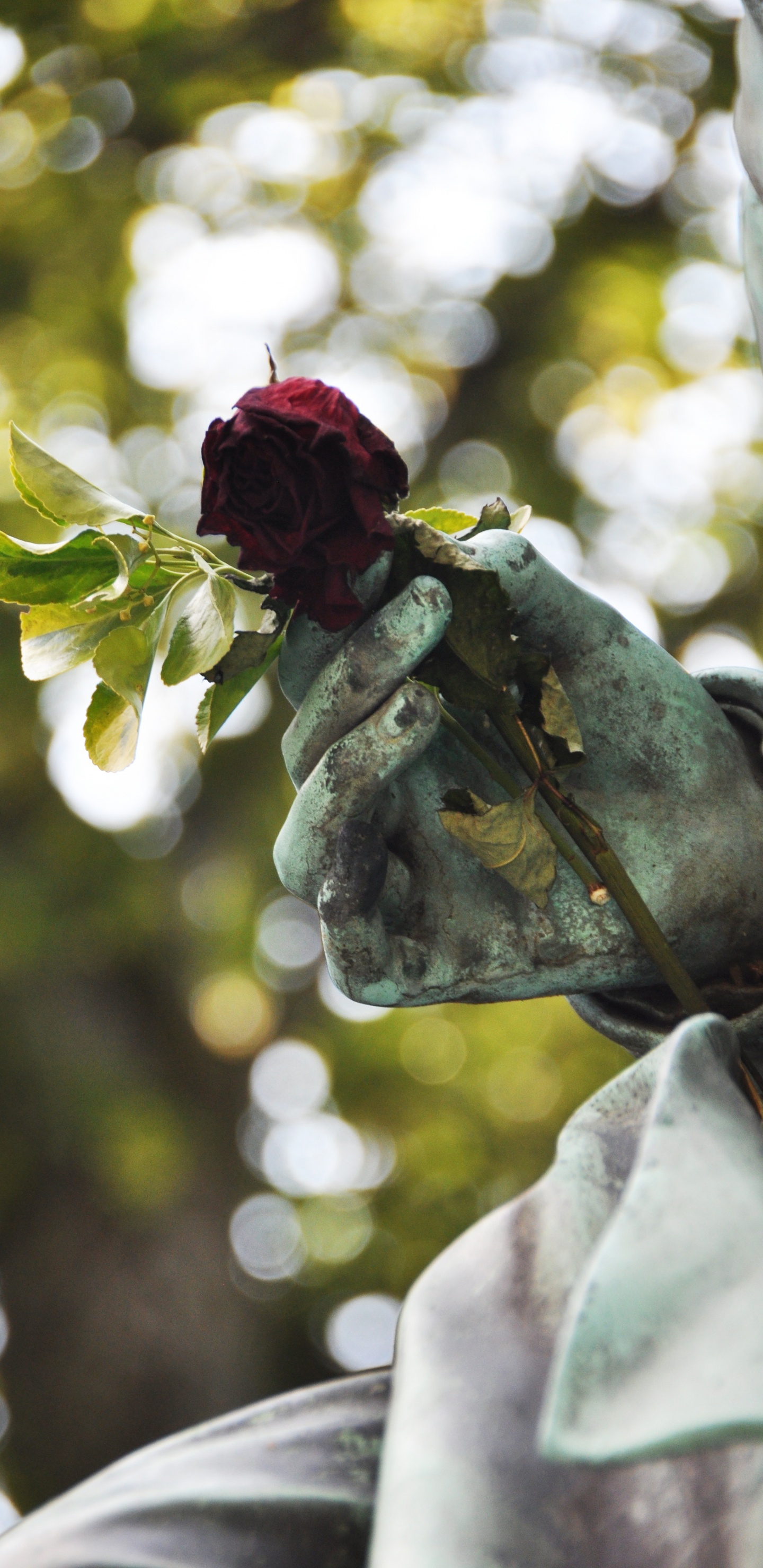 Rose Rouge Sur Pierre Grise. Wallpaper in 1440x2960 Resolution