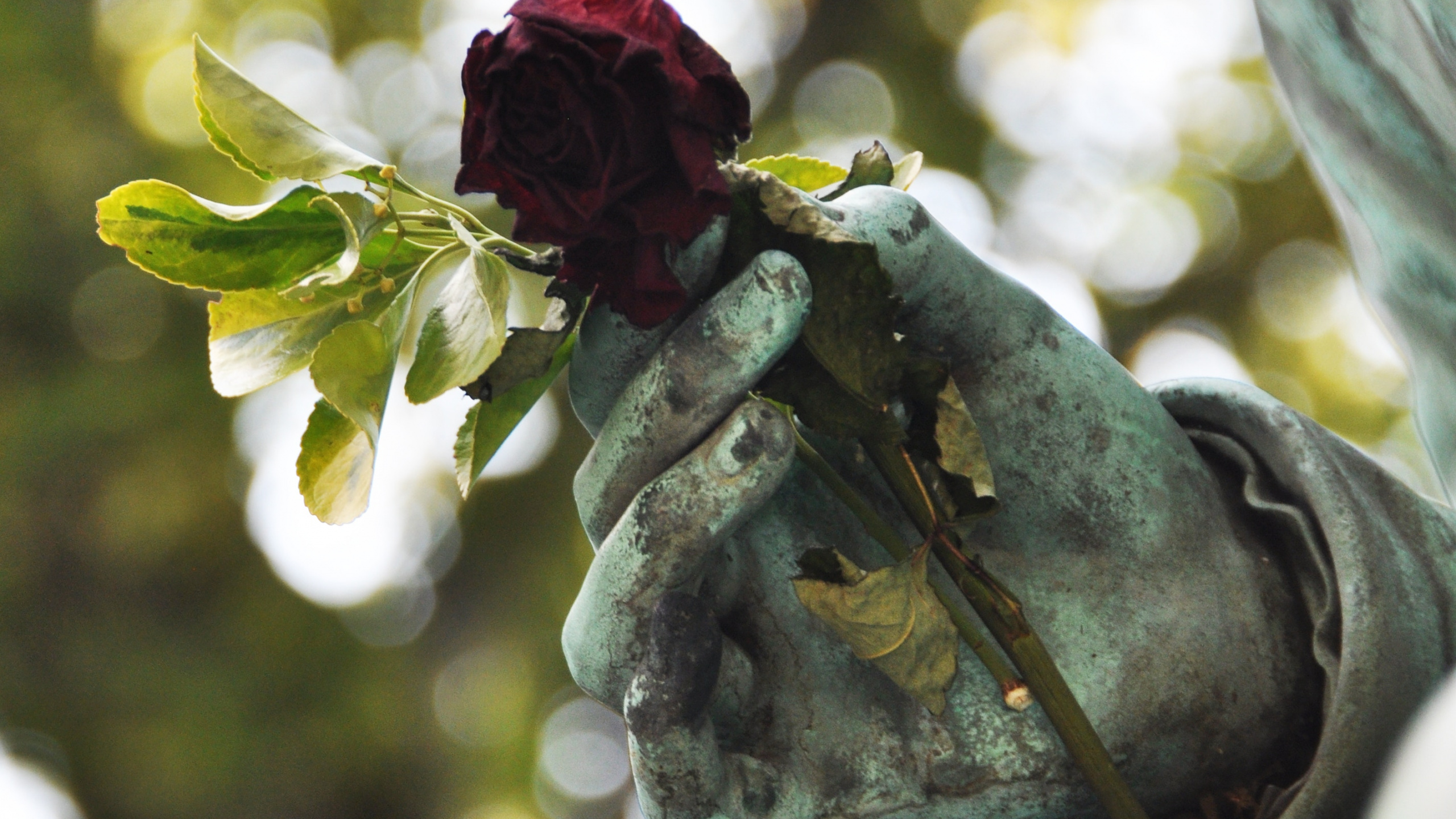 Rose Rouge Sur Pierre Grise. Wallpaper in 2560x1440 Resolution