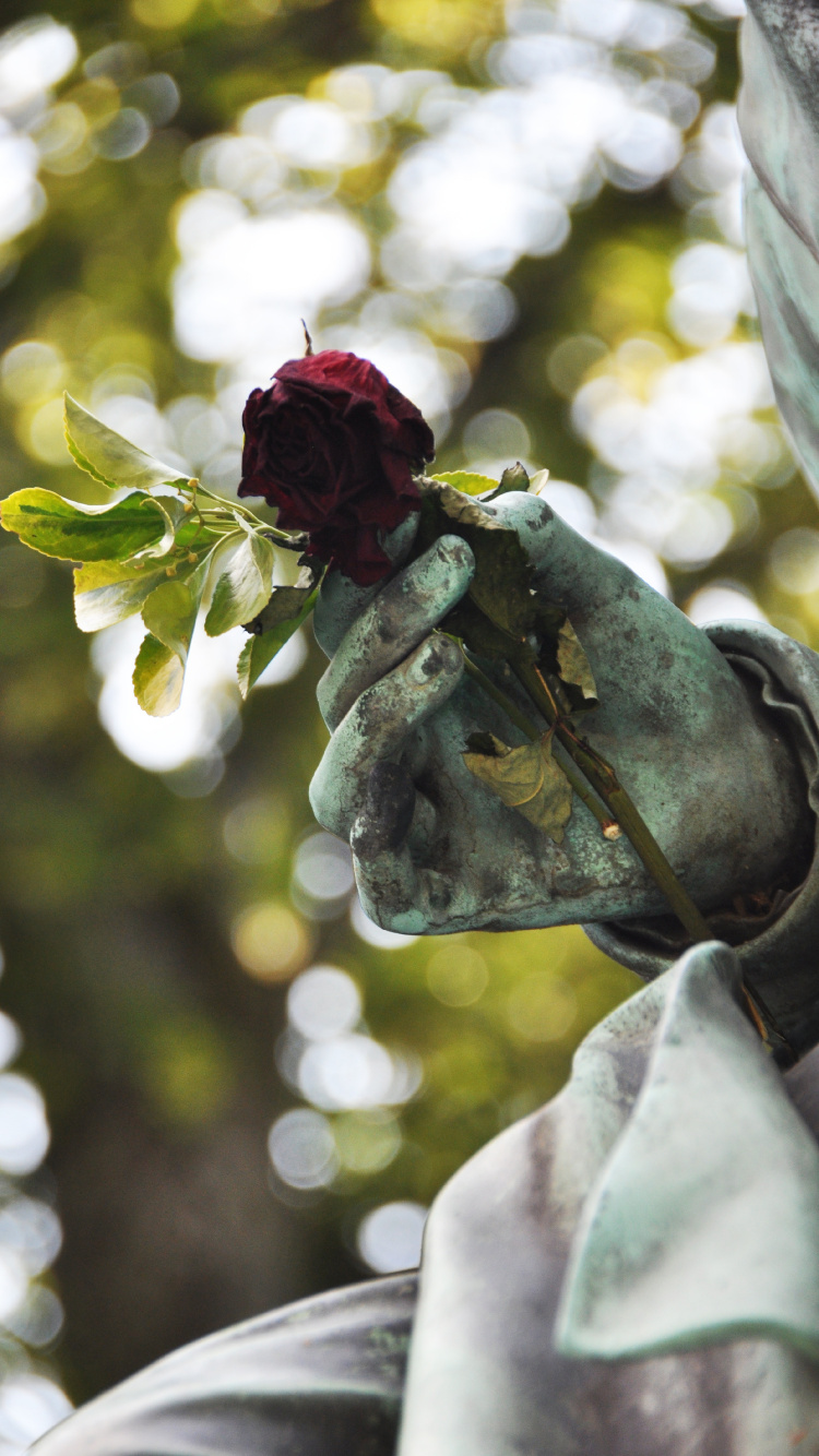 Rose Rouge Sur Pierre Grise. Wallpaper in 750x1334 Resolution