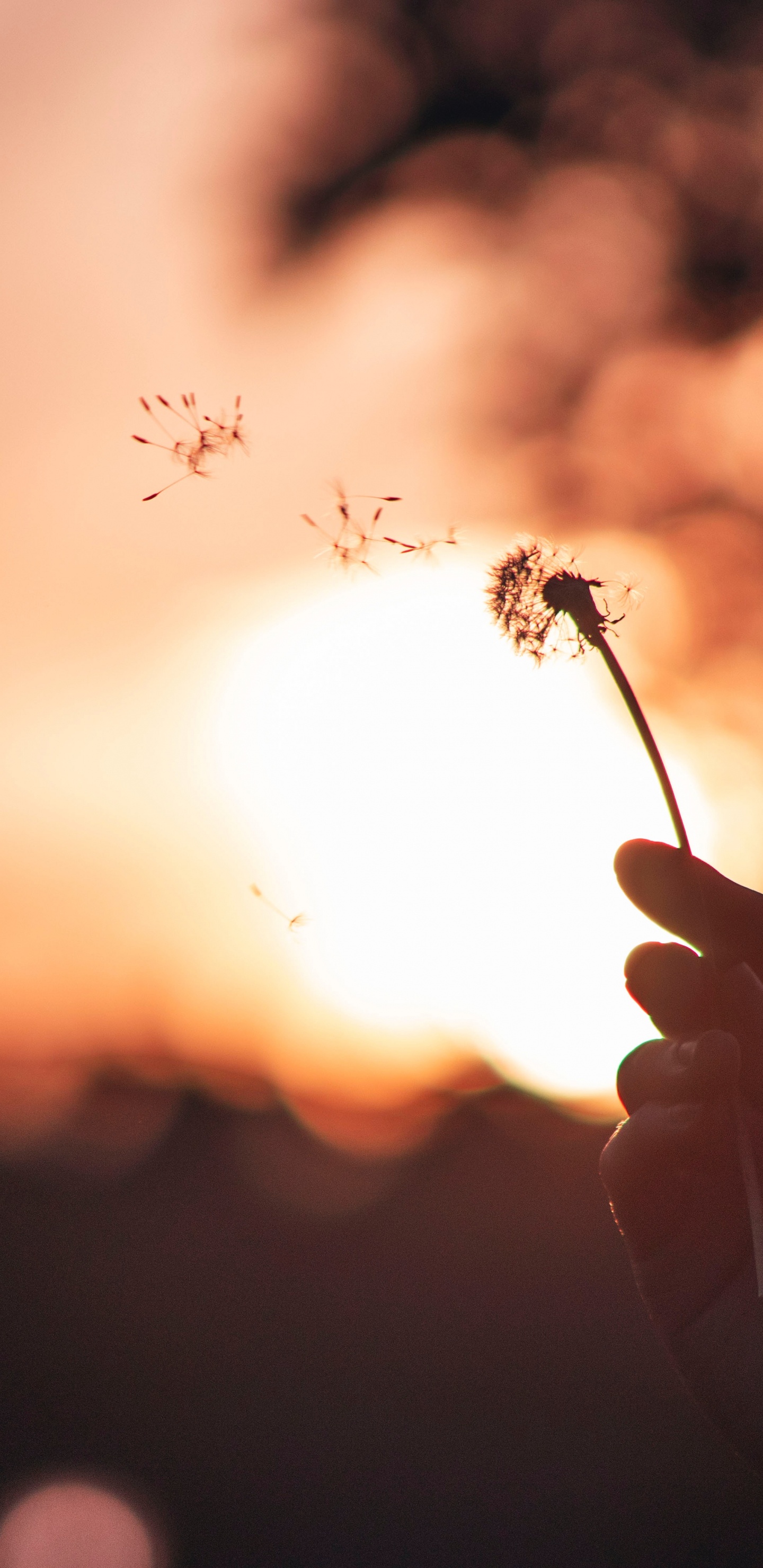 蒲公英, 橙色, 天空, 弹簧, 关闭了 壁纸 1440x2960 允许