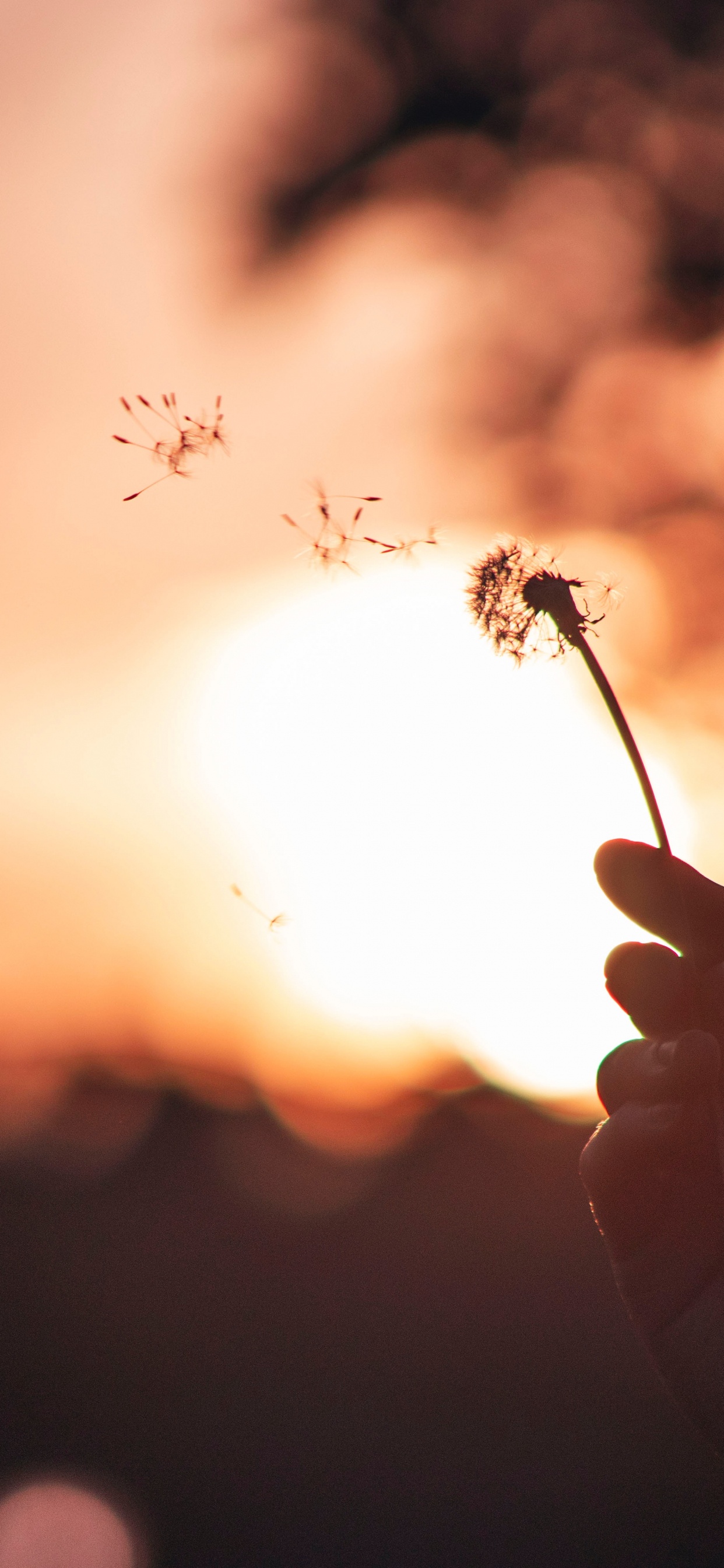 Silhouette of Person Holding Flower During Sunset. Wallpaper in 1242x2688 Resolution