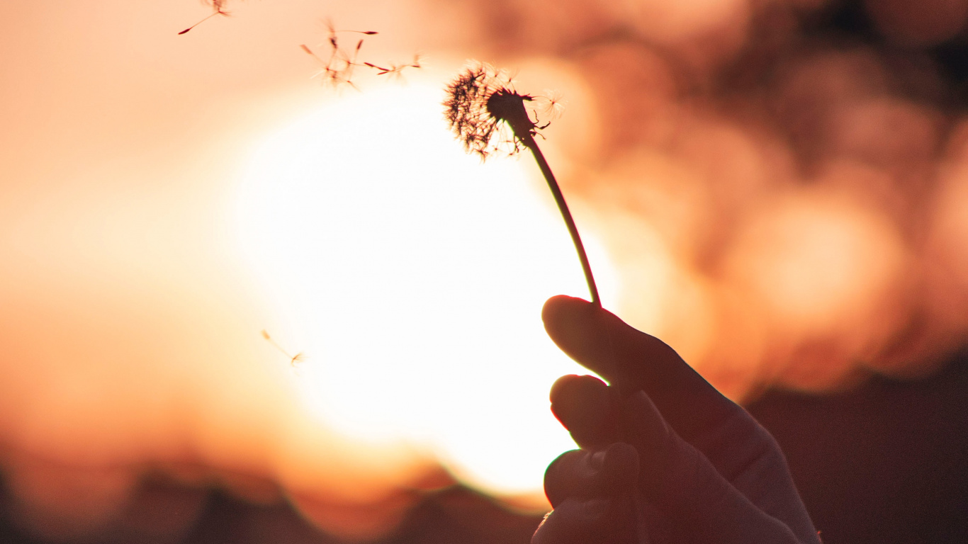 Silhouette of Person Holding Flower During Sunset. Wallpaper in 1366x768 Resolution