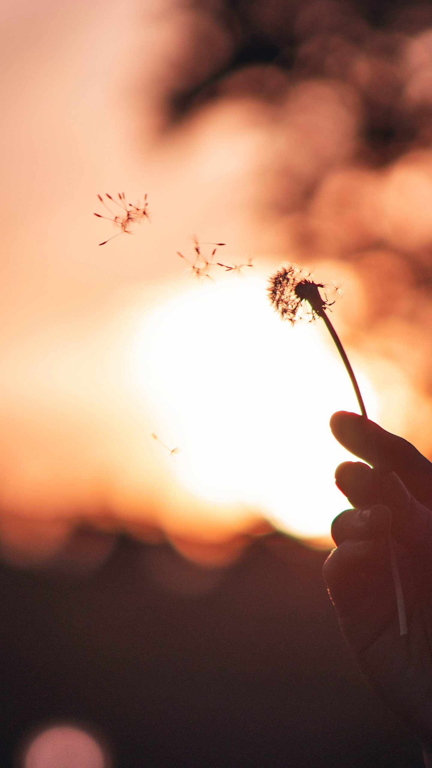 Silhouette of Person Holding Flower During Sunset. Wallpaper in 1440x2560 Resolution