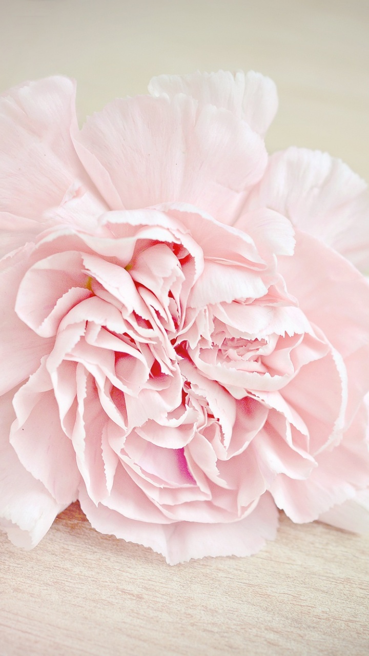 Fleur Rose Sur Table en Bois Marron. Wallpaper in 720x1280 Resolution