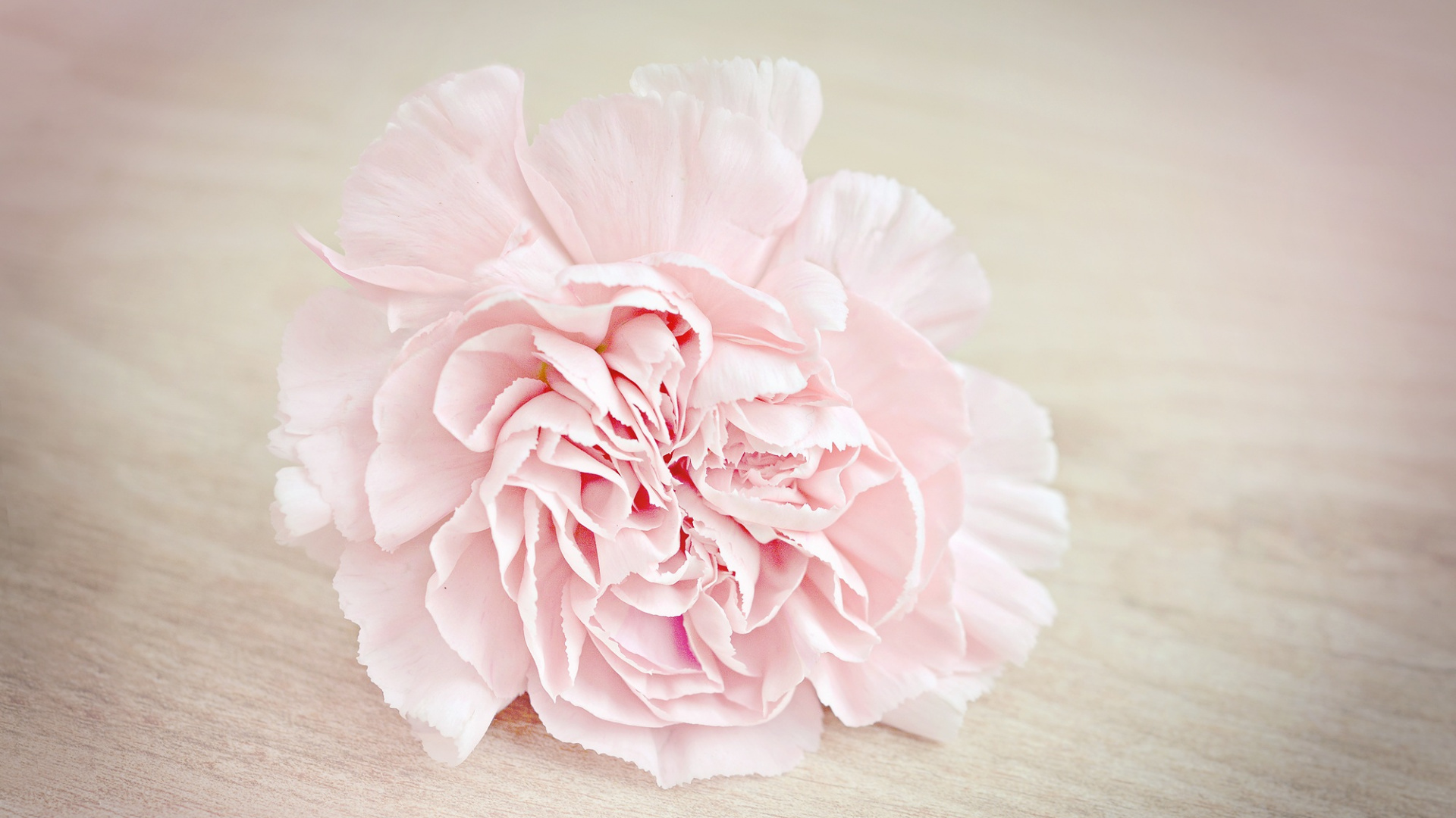 Rosa Blume Auf Braunem Holztisch. Wallpaper in 1920x1080 Resolution