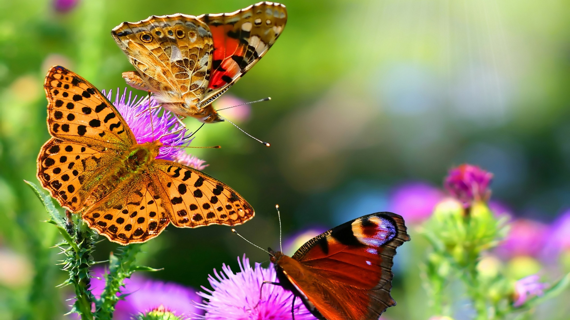 Brauner Und Schwarzer Schmetterling Auf Lila Blume. Wallpaper in 1920x1080 Resolution